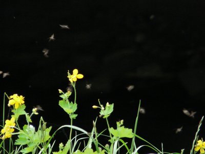 Zdjęcie - zagadka #5 - rozwiązanie