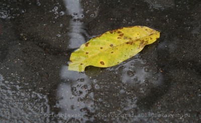 Zdjęcie liścia w wodzie bez filtra polaryzacyjnego