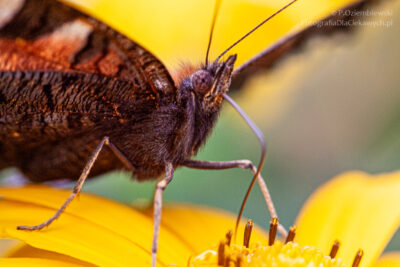 Motyl - rusałka pawik