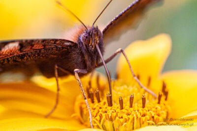 Motyl na żółtym kwiatku