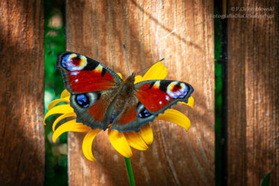 Motyl - rusałka pawik