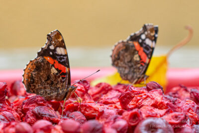 Motyle na pestkach wiśni