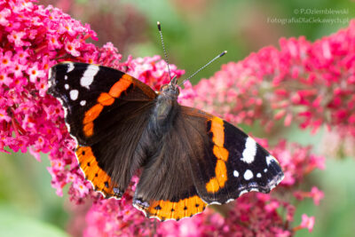 Motyl na motylim krzewie