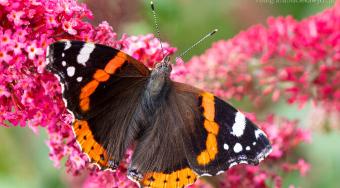 Jak fotografować motyle oraz inne owady?