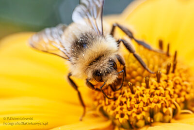 Pszczoła