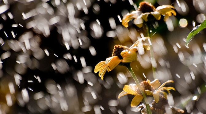 Jak fotografować kwiaty w deszczu?