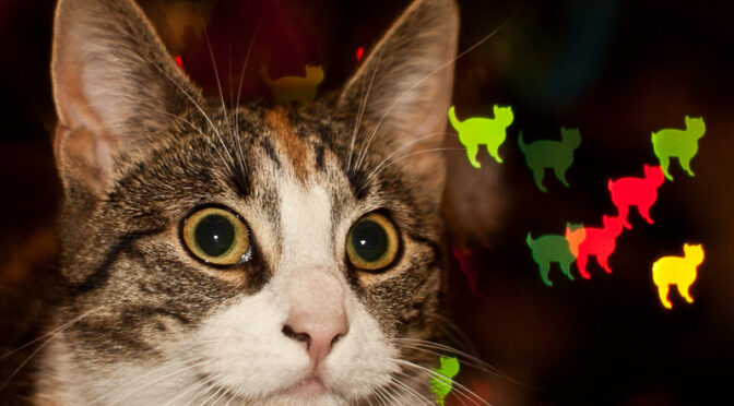 Tajemnica fotografowania myśli – własny bokeh