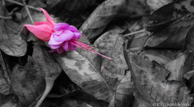 Jak zrobić kolorowy element na zdjęciu czarno-białym