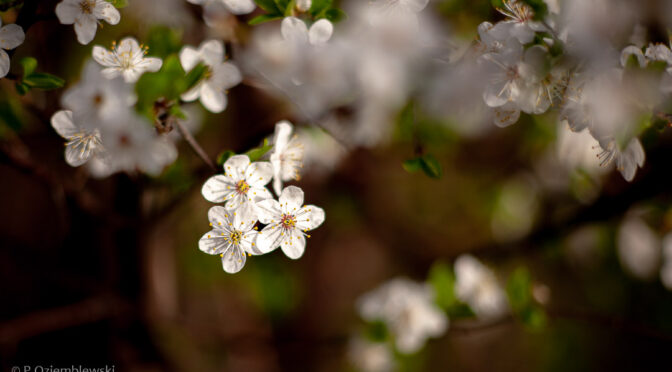 Problem z wychodzeniem obiektu poza głębię ostrości
