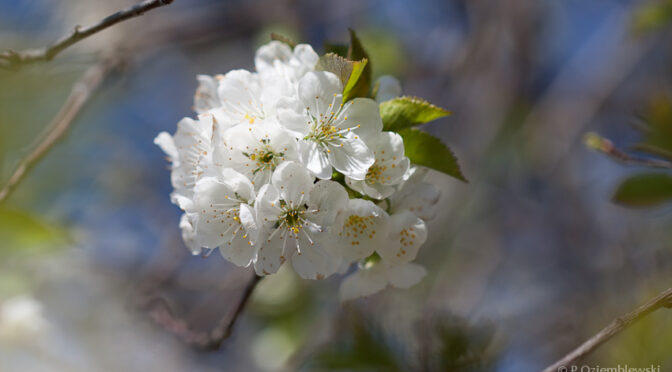 Kwiaty wiśni