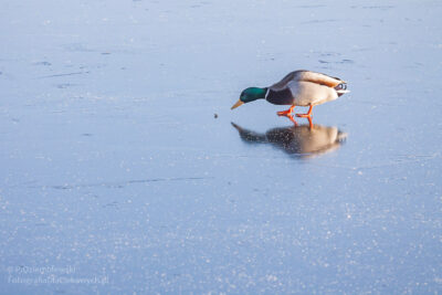 Zdjęcia zimy - kaczka na lodzie