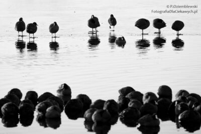 Zdjęcia zimy - zgrupowanie kaczek