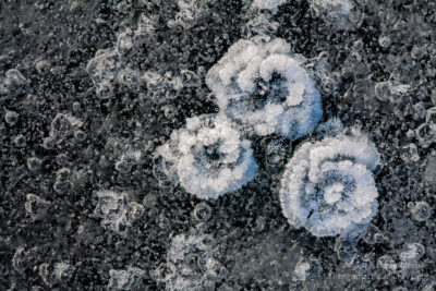 Zimowe kwiaty