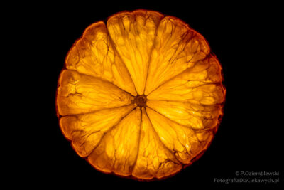 Jak fotografować podświetlone plasterki - plasterek pomarańczy - zdjęcie po obróbce w programie graficznym
