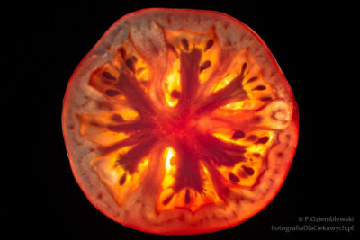 Podświetlony plasterek pomidora
