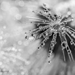 Dmuchawiec z efektem bokeh