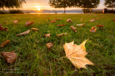 Jesienny liść w promieniach wschodzącego słońca