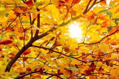 Fotografia w ciepłych barwach jesieni