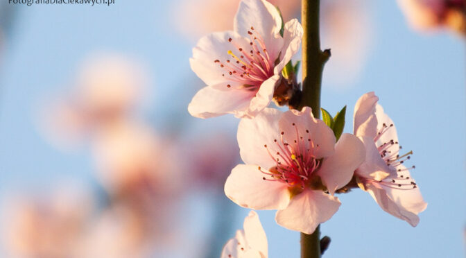 Wiosenne wyzwania fotograficzne – Kwiaty – 15 ćwiczeń i inspiracji