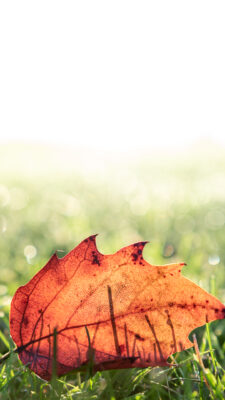 tapeta na komórkę - jesienny liść