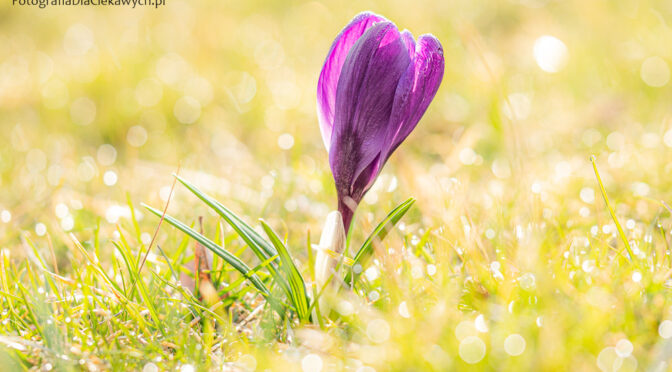 Wiosenne kwiaty – zdjęcia na powitanie wiosny