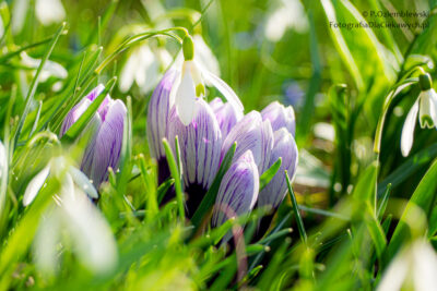 Wiosenne kwiaty - krokusy