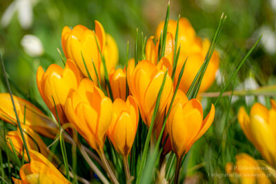 Wiosenne kwiaty - krokusy