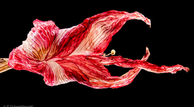 Zdjęcie, na którym tło zostało przyciemnione. Dzięki temu powstało czarne tło.