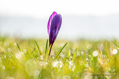 Krokus z efektem bokeh