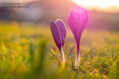 Wiosenne kwiaty - krokusy