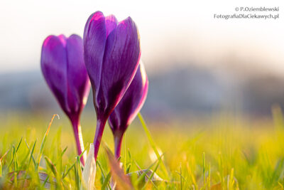 Wiosenne kwiaty - krokusy