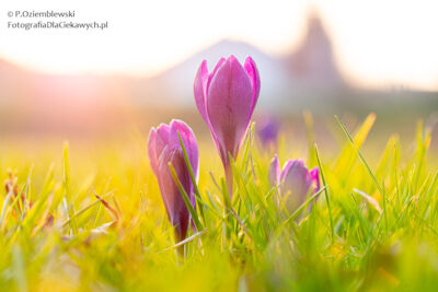 Wiosenne kwiaty - krokusy