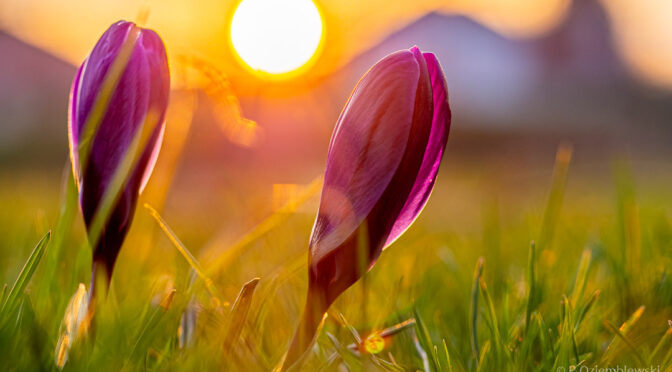 Jak fotografować kwiaty wiosną