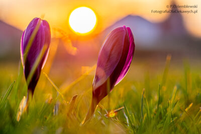 Lewy krokus zasłonięty przez dwa lekko rozmyte źdźbła trawy.
