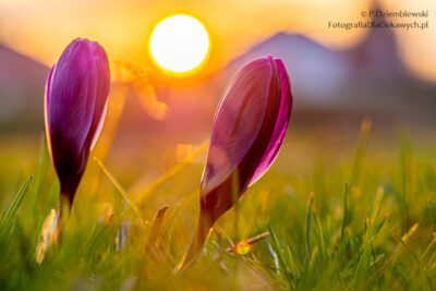 Zdjęcie po korekcie