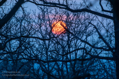 Zwielokrotnienie liczby widocznych gałęzi.
