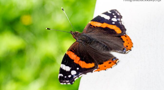 Motyle w naturalnym świetle – zdjęcia i poradnik