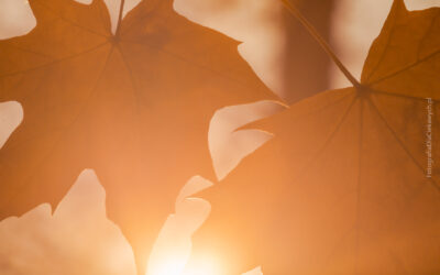 Tapeta na pulpit komputera - jesień