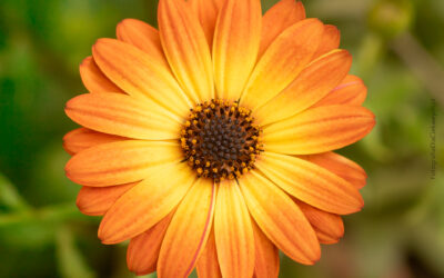 Tapeta na pulpit komputera - kwiat