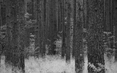 Tapeta na pulpit komputera - las