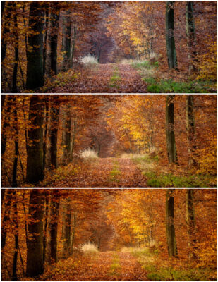 Balans bieli w jesiennym lesie.