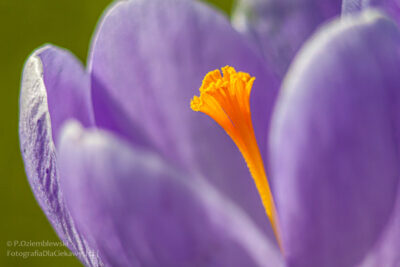 Wielkość obiektu w kadrze — pokazanie detali obiektu