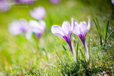 Wielkość obiektu w kadrze — pokazanie w kontekście otoczenia