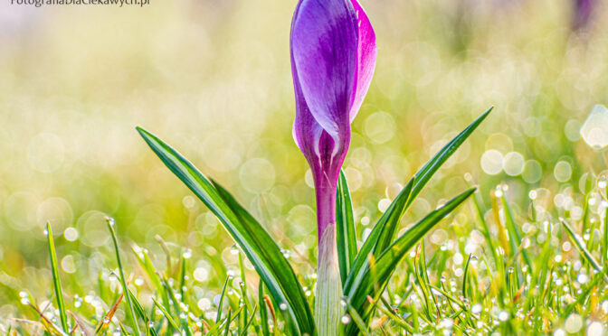 Wielkość obiektu w kadrze – znaczenie i zasady