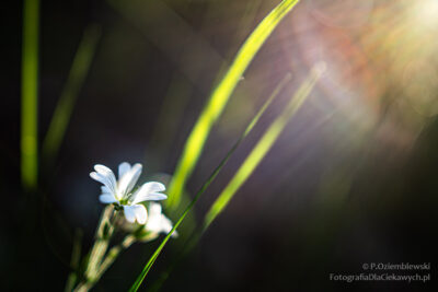 Flara z promieniami światła