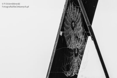 Pajęczyna z kroplami rosy