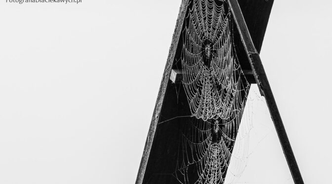 Są mgły, są i krople – jak uchwycić magię ukrytą w szarości