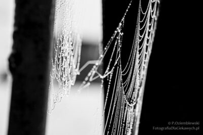 Pajęczyna z kroplami rosy