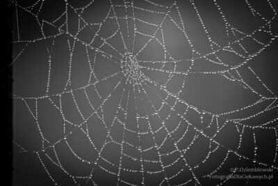 Pajęczyna z kroplami rosy
