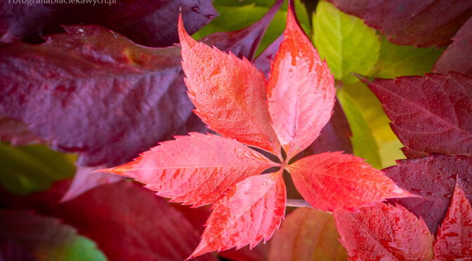 Jesienne, czerwone liście